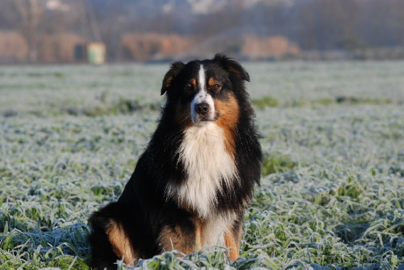 Farok Du Jardin D'oval'aussie
