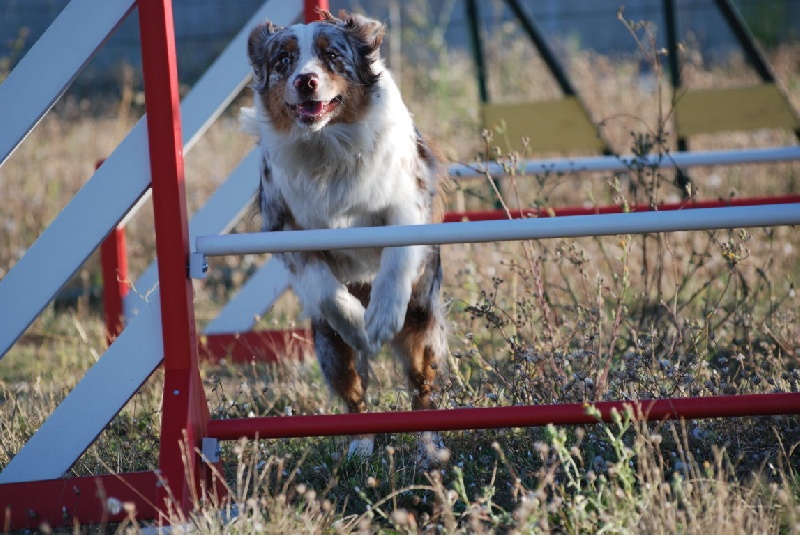 Agility