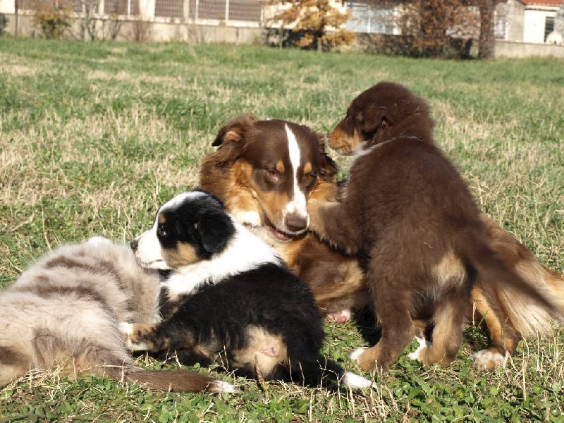 Chiots